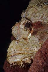 Skopionfisch - Flores - Indonesien - (c) Armin Trutnau