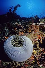 Korallenriff mit Prachtanemone - Komodo - Indonesien - (c) Armin Trutnau