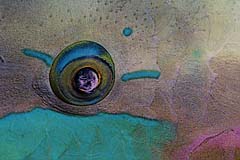 Auge vom Papageifisch - Indopazifik - Indonesien - (c) Armin Trutnau