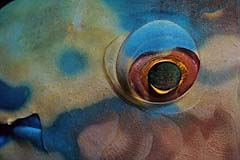 Auge von Papageifisch - Pulau Weh - Indonesien - (c) Armin Trutnau