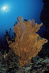 Gorgonie vor einer Steilwand - Pulau Weh - Indonesien - (c) Armin Trutnau