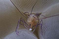 Blasenkorallen Garnele - Pulau Weh - Indonesien - (c) Armin Trutnau