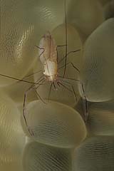 Vir philippinensis - Blasenkorallen Garnele - Indopazifik - (c) Armin Trutnau