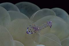 Partnergarnele - Indonesien - (c) Armin Trutnau