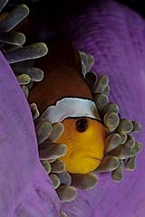 Orange-Ringel-Anemonenfisch - Pulau Weh - Aceh - Indonesien - (c) Armin Trutnau
