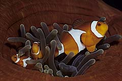 Orange-Ringel-Anemonenfisch - Komodo - Indonesien - (c) Armin Trutnau