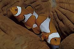 Orange-Ringel-Anemonenfisch - Nemo - Lembeh Strait - Indonesien - (c) Armin Trutnau