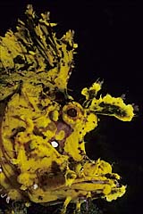 Tentakel-Schluckspecht - Rhinopias fondosa - Sulawesi - Indonesien - (c) Armin Trutnau