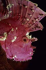 Schaukelfisch - Bunaken - (c) Armin Trutnau