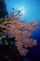 Gorgonie an einer Steilwand - Bunaken - Indonesien - (c) Armin Trutnau
