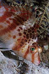 Kurznasenbschelbarsch - Manado - Indonesien - (c) Armin Trutnau