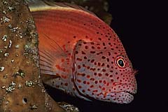 Korallenwchter - Bunaken - Indonesien - (c) Armin Trutnau