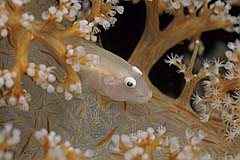 Weichkorallen-Zwerggrundel - Sulawesi - (c) Armin Trutnau