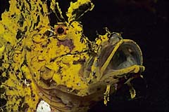 Tentakel-Schluckspecht - Sulawesi - (c) Armin Trutnau