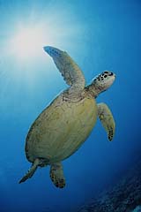 Suppenschildkrte - Chelonia mydas - Sipadan - Malaysia - (c) Armin Trutnau