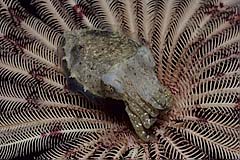 Sepia in einem Federstern - Manado - Indonesien - (c) Armin Trutnau