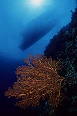Taucherboote und Gorgonie vor der Steilwand - Bunaken - Indonesien - (c) Armin Trutnau