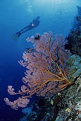 Taucher vor einer Steilwand - Bunaken - Indonesien - (c) Armin Trutnau