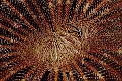 Springkrabbe in einem Federstern - Manado - Indonesien - (c) Armin Trutnau