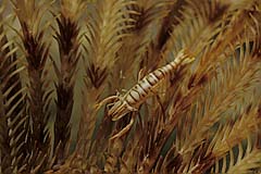 Partnergarnele in einem Haarstern - Pulau Weh - Aceh - Indonesien - (c) Armin Trutnau