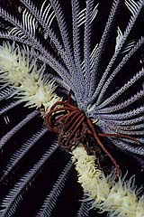 Haarstern auf Peitschenkoralle - Komodo - Indonesien - (c) Armin Trutnau