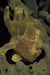 Anglerfisch - Sumbawa - Indonesien - (c) Armin Trutnau