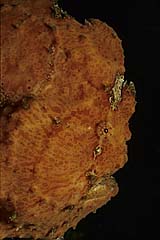 Krtenfisch - Pulau Weh - Sumatra - (c) Armin Trutnau