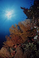 Rifflandschaft mit Gorgonien - Komodo - Indonesien - (c) Armin Trutnau
