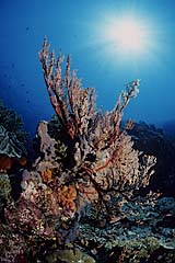 Korallenriff mit Gorgonie - Komodo - Indonesien - (c) Armin Trutnau