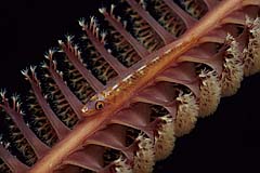 Grundel auf einer Seefeder - Manado - Sulawesi - (c) Armin Trutnau