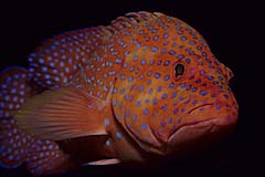 Juwelenbarsch - Tulamben - Bali - Indonesien - (c) Armin Trutnau