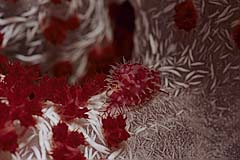 Weichkorallen-Eischnecke - Pulau Weh - Sumatra - Indonesien - (c) Armin Trutnau