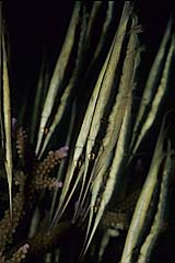 Gestreifter Schnepfen-Messerfisch - Pulau Weh - Indonesien - (c) Armin Trutnau