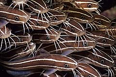 Gestreifter Korallenwels - Pulau Weh - Indonesien - (c) Armin Trutnau