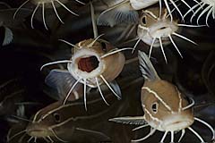 Gestreifter Korallenwels - Pulau Weh - Indonesien - (c) Armin Trutnau