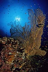 Rifflandschaft mit Gorgonie - Pulau Weh - Sumatra - Indonesien - (c) Armin Trutnau