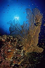 Rifflandschaft mit Gorgonie - Pulau Weh - Sumatra - Indonesien - (c) Armin Trutnau
