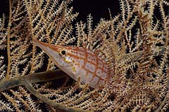 Langnasenbschelbarsch - Indopazifik - Indonesien - (c) Armin Trutnau