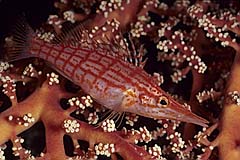 Langnasenbschelbarsch - Rinca - Indonesien - (c) Armin Trutnau