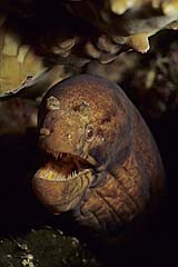 Breedens Murne - Pulau Weh - Indonesien - (c) Armin Trutnau
