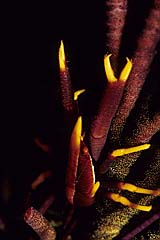 Federstern-Springkrabbe - Sumbawa - Indonesien - (c) Armin Trutnau