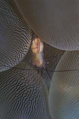 Blasenkorallen Garnele - Indopazifik - Indonesien - (c) Armin Trutnau