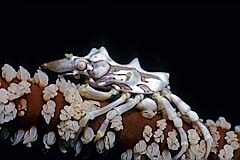 Gorgonien Spinnenkrabbe - Pulau Weh - Sumatra - Indonesien - (c) Armin Trutnau