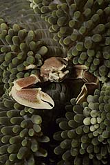 Kleinpunkt-Anemonenkrebs - Pulau Weh - Indonesien - (c) Armin Trutnau