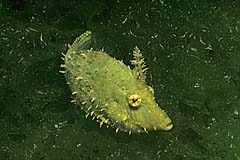 Algen-Feilenfisch - Sekret Bay - Bali - Indonesien - (c) Armin Trutnau