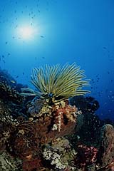 Korallenriff mit Federstern - Pulau Mejangan - Bali - Indonesien - (c) Armin Trutnau