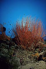 Korallenriff mit Besengorgonien - Pulau Menjangan - Bali - Indonesien - (c) Armin Trutnau