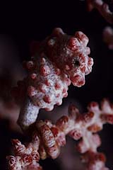 Zwerg-Seepferd - Pulau Menjangan - Bali - Indonesien - (c) Armin Trutnau