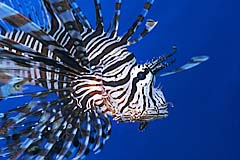 Pazifischer Rotfeuerfisch - Indopazifik - Indonesien - (c) Armin Trutnau