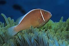 Halsband-Anemonenfisch - Manado - Sulawesi - Indonesien - (c) Armin Trutnau